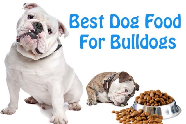 Best Dog Food For Bulldogs: What Every Dog Owner Should Know (photo credit: PR)