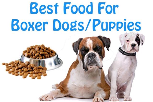Dog Lovers: Know The Best Dog Foods for Boxer Breed Dogs/Puppies (photo credit: PR)