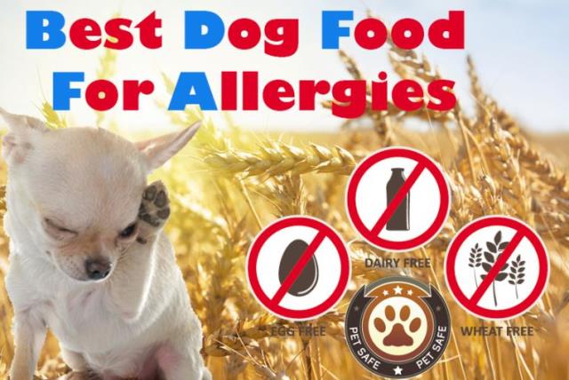 Best Dog Food For Allergies: The Guide To Finding The Non-allergenic Causing Food (photo credit: PR)