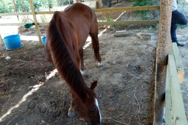 Special operation brings battered horse home to Israel from Gaza (photo credit: AGRICULTURE MINISTRY)