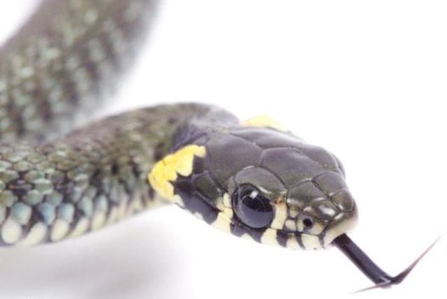 Snake (illustrative) (photo credit: ING IMAGE/ASAP)